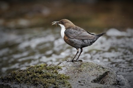 Dipper